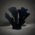Coral Ear Black — sculptural matte black coral with textured branching fans, HMT Home