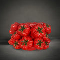Rosa Tomato Pot — glossy red ceramic pot covered in sculpted tomatoes with green stalks, HMT Home